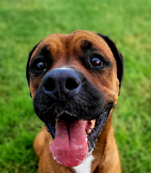 Caterina Meravigliosa Boxer